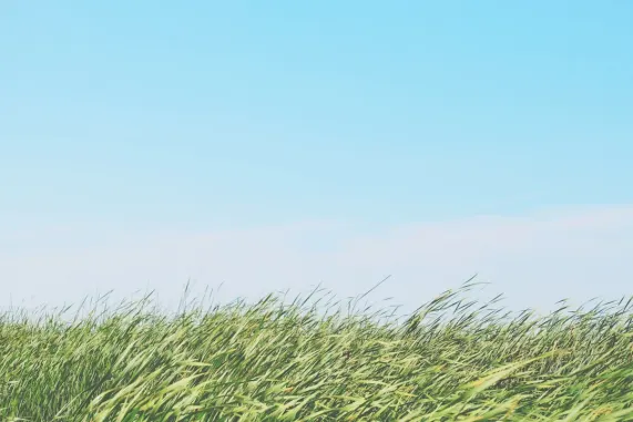 Casino Ted Bingo Assistance